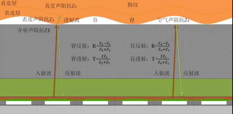 思立微就電容指紋涉訴聲明:光學/超聲波突破使其處于風口浪尖